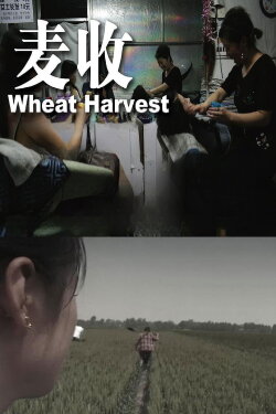 Wheat Harvest (2008)