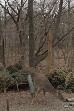 When I Don't Know What to Do, I Go Looking for Birds (2020) When I Don't Know What to Do, I Go Looking for Birds (2020)