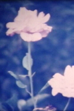When the flower blooms (1990) When the flower blooms (1990)