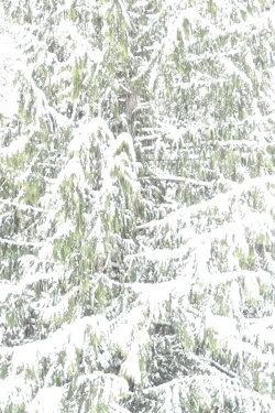 White Out (2021)