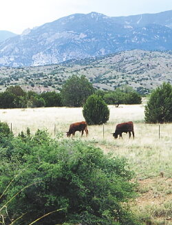 Whose Home on the Range? (2000)