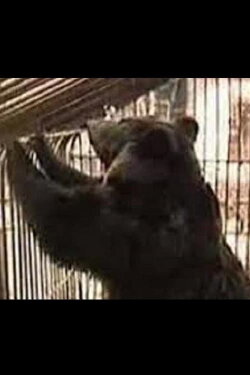 Why Does Kolkhoz Need Bears? (1984) Why Does Kolkhoz Need Bears? (1984)