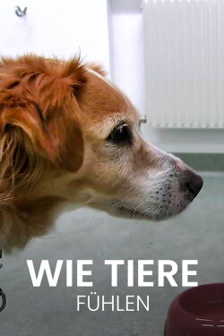 Wie Tiere fühlen (2016) Wie Tiere fühlen (2016)