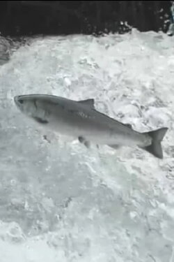 Wild Asia Creatures of The Thaw (2009) Wild Asia Creatures of The Thaw (2009)
