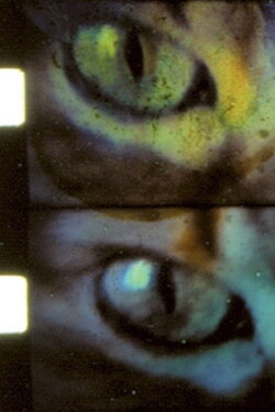 Wild Eye (1998)