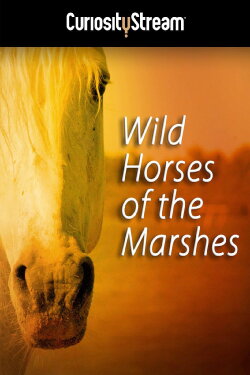 Wild Horses of the Marshes (2015)