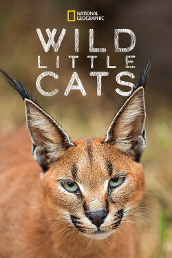 Wild Little Cats (2017) Wild Little Cats (2017)