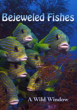 Wild Window: Bejeweled Fishes (2016) Wild Window: Bejeweled Fishes (2016)