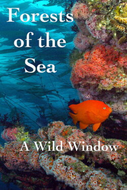 Wild Window: Bosques del Mar (2016)