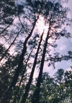 Wilderness: A Country in the Mind (1984) Wilderness: A Country in the Mind (1984)