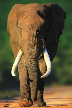 Wildlife Südafrika 3D - Big Five (2013) Wildlife Südafrika 3D - Big Five (2013)