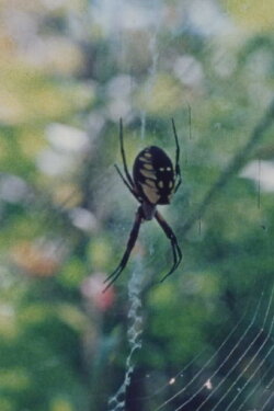 Wind in the Web (1978)