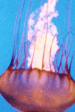Wind/Water/Wings (1995)