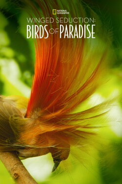 Winged Seduction: Birds of Paradise (2012) Winged Seduction: Birds of Paradise (2012)