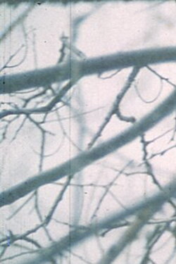 Wintergarden. Hudson River Diary Book: III (1973) Wintergarden. Hudson River Diary Book: III (1973)