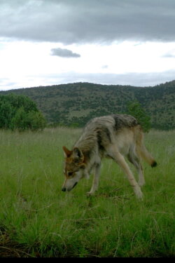 Wolf Release (2018)