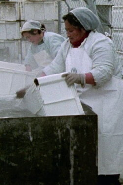 Women Workers in Greenland (1975) Women Workers in Greenland (1975)