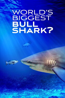 World's Biggest Bull Shark? (2021) World's Biggest Bull Shark? (2021)