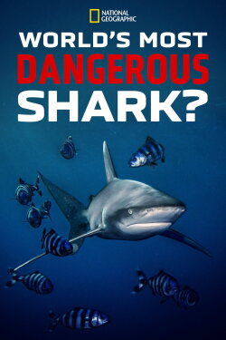 World's Most Dangerous Shark? (2021)