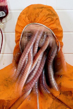 Worm Pornography (2024)