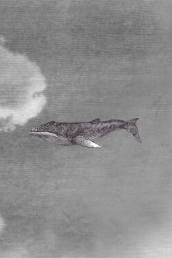 WWW {The Whale Who Wasn't} (2019) WWW {The Whale Who Wasn't} (2019)