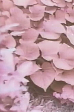 YBO2 canon (1989) YBO2 canon (1989)