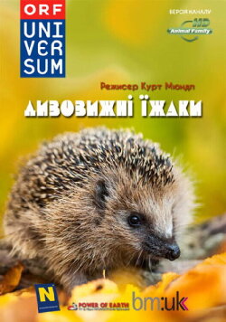 Year of the Hedgehog (2009) Year of the Hedgehog (2009)