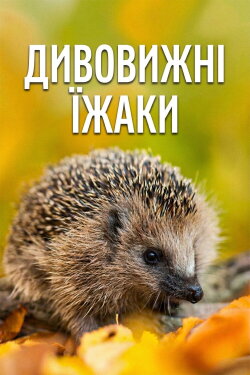 Year of the Hedgehog (2009) Year of the Hedgehog (2009)