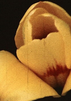 Yellow Hammer (1973)