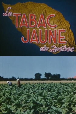 Yellow Tobacco from Quebec (1951) Yellow Tobacco from Quebec (1951)