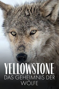 Yellowstone: The Mystery of the Wolves (2018) Yellowstone: The Mystery of the Wolves (2018)