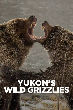 Yukon's Wild Grizzlies (2021) Yukon's Wild Grizzlies (2021)