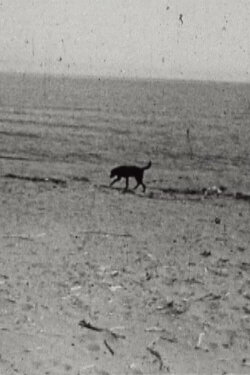 Zebo (1982)