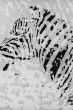 Zebra (1973)