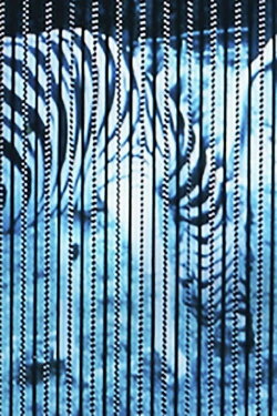 Zebras (1978)