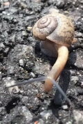 Snail