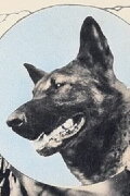 Wolfheart the Dog