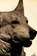 Lightning the German Shepherd