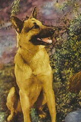 Rin-Tin-Tin Jr.