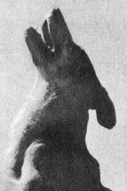 Lightning the German Shepherd