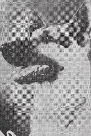 Rin-Tin-Tin Jr.