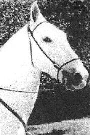 Silver King the Horse