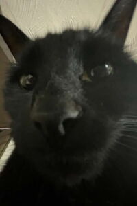 Bagherra The Cat