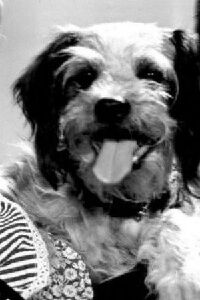 Daisy