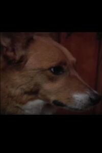 Foxy Zellner
