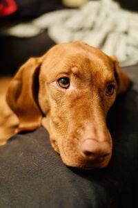 Lua