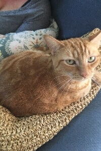 Oliver the Cat