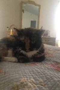 Stella the Cat
