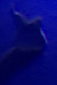 Tooth