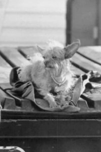Gizmo